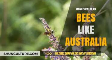 Australian Bee-Friendly Flowers: A Guide