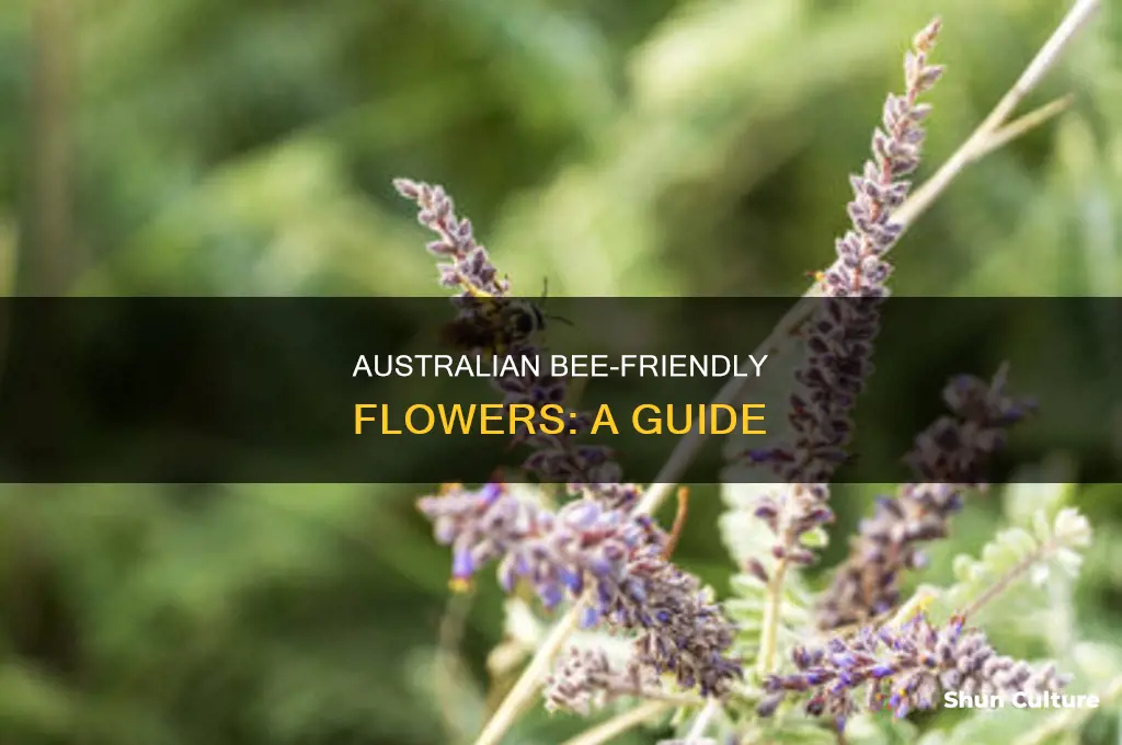 what flowers do bees like australia