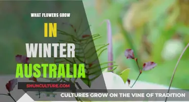 Winter Blooms: Flowers that Flourish in Australia's Cold