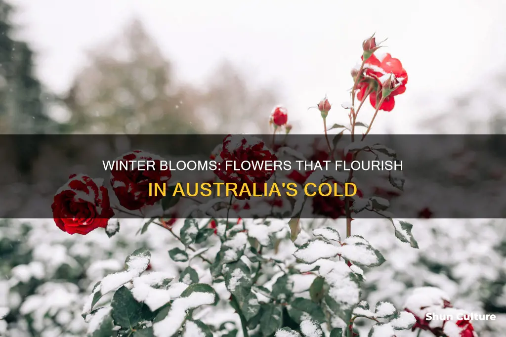 what flowers grow in winter australia