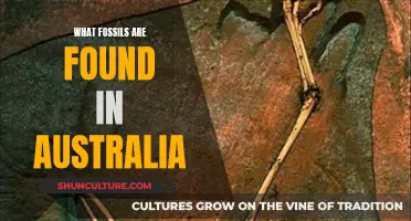 Unveiling Australia's Fossil Treasures: A Journey Through Time