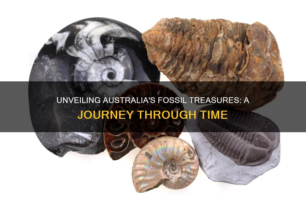 what fossils are found in australia