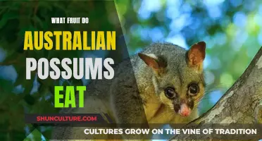 Australian Possums' Favorite Fruits: A Tasty Treat