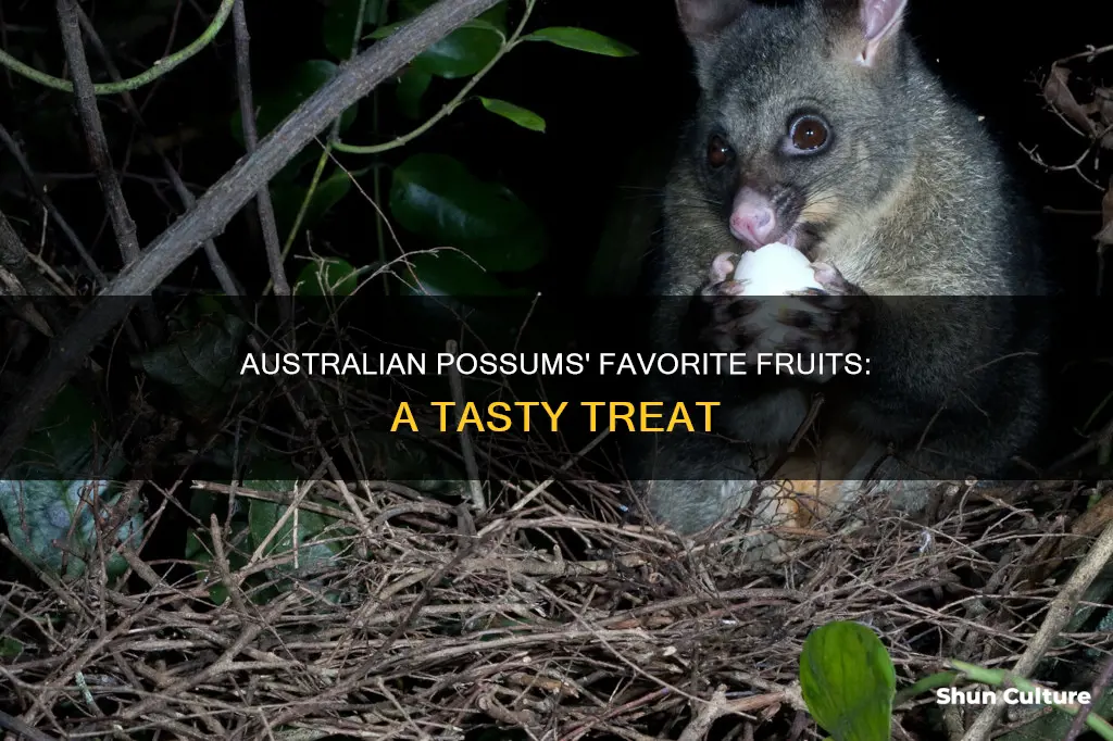 what fruit do australian possums eat