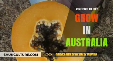 Explore Australia's Tropical Fruit-Growing Treasures