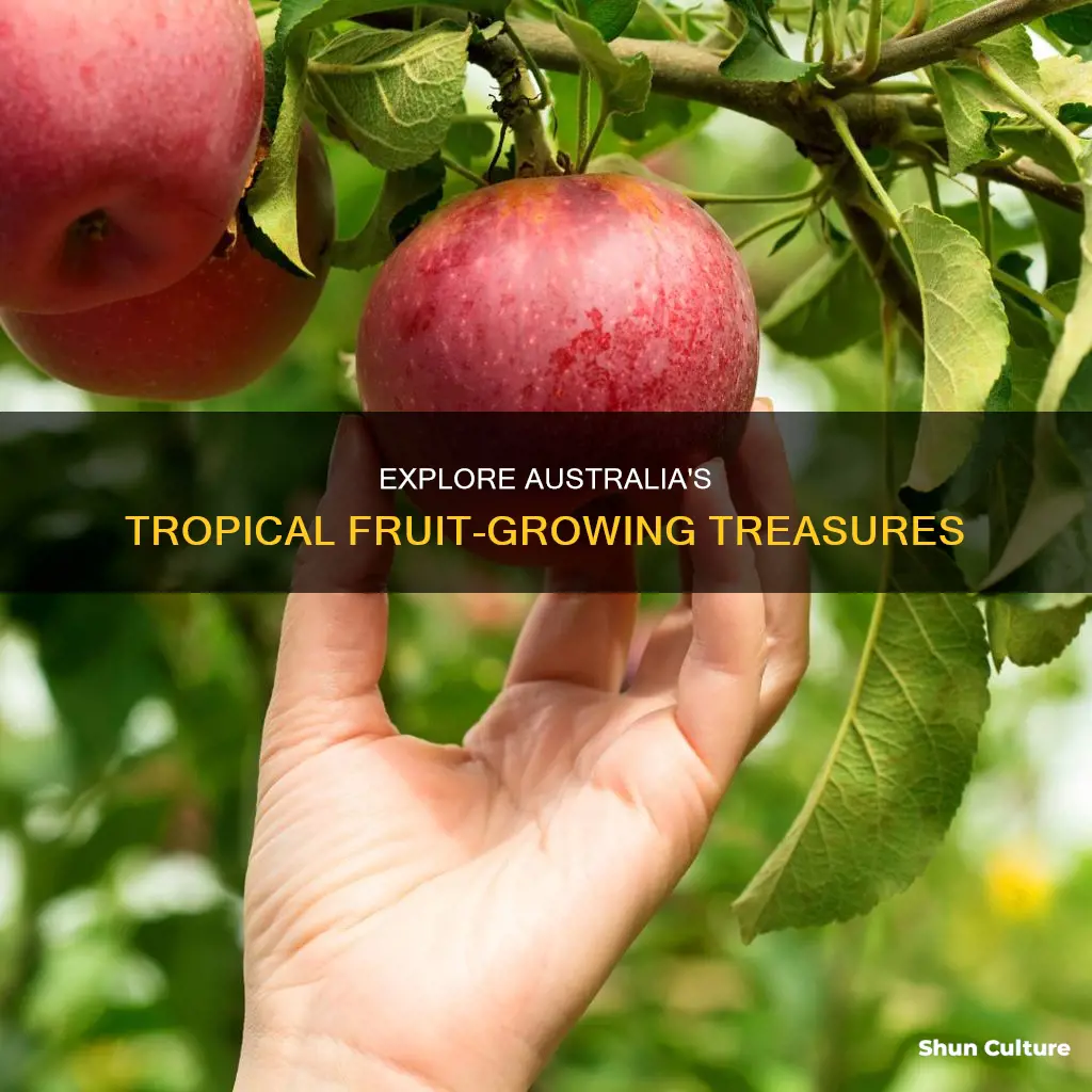 what fruit do they grow in australia
