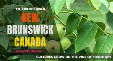 Fruit Trees in New Brunswick's Climate