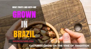 Brazil's Bounty: Exploring the Fruits and Nuts Grown in Brazil