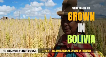 Bolivian Grains: Exploring the Country's Agricultural Bounty