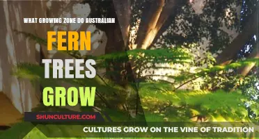 Fern Tree Growing Zones in Australia: Where Do They Thrive?