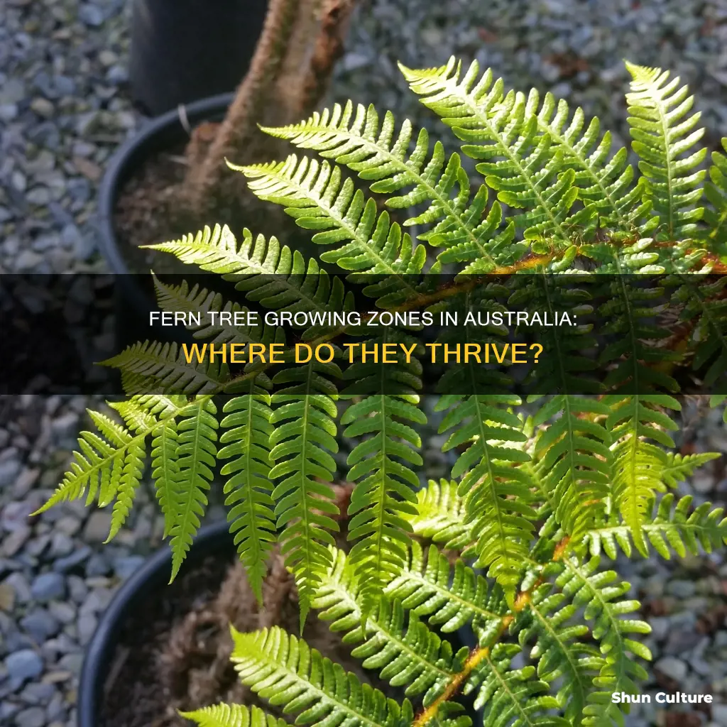what growing zone do australian fern trees grow