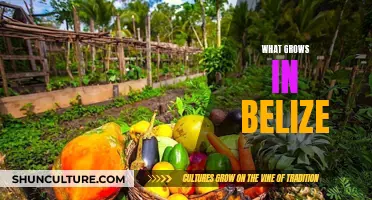 The Lush Landscape of Belize: Nature's Bounty Unveiled