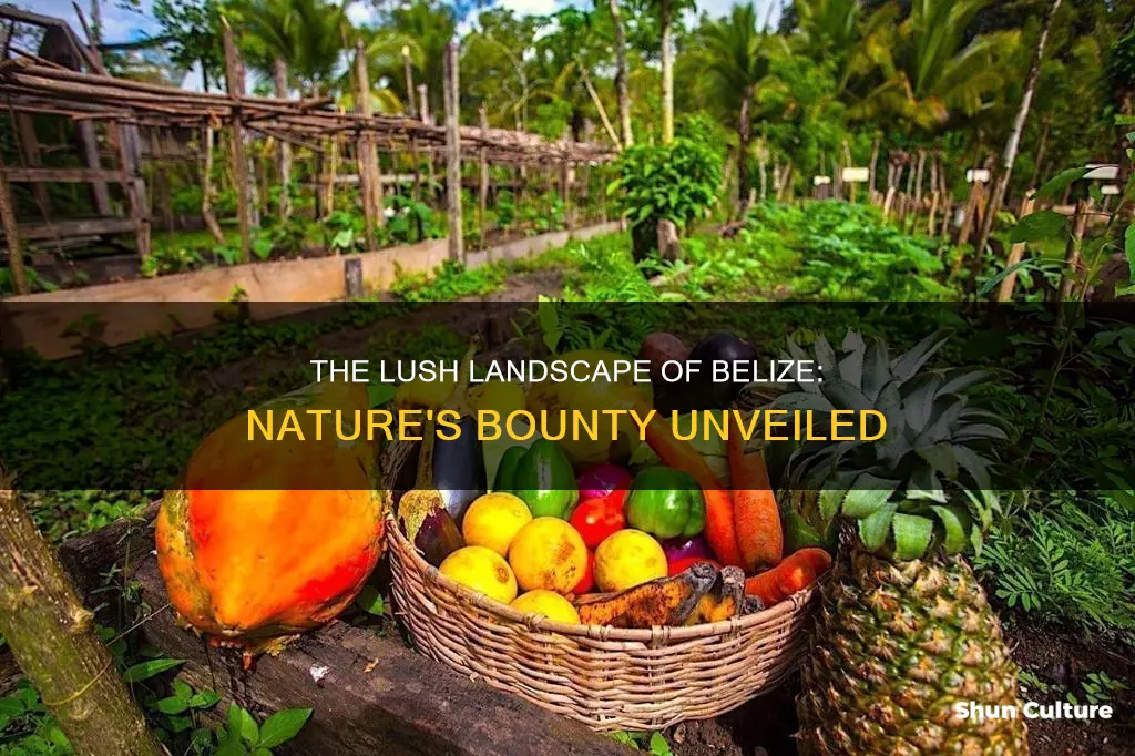 what grows in belize