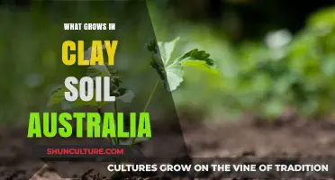 Clay Soil Gardening: What Can You Grow?