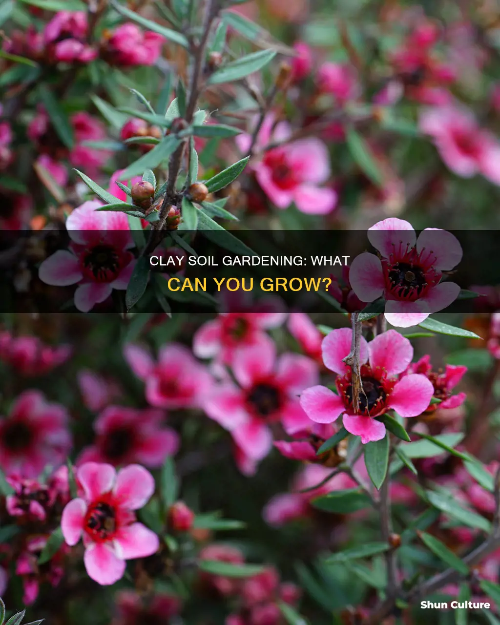 what grows in clay soil australia