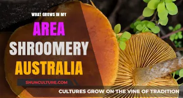 Exploring Australia's Shroomery: What's Growing in Your Area?