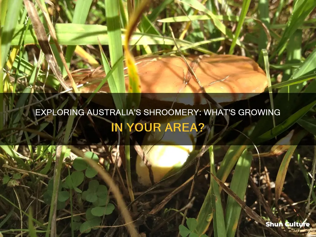 what grows in my area shroomery australia
