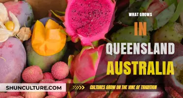 Explore Queensland's Natural Treasures and Tropical Gardens