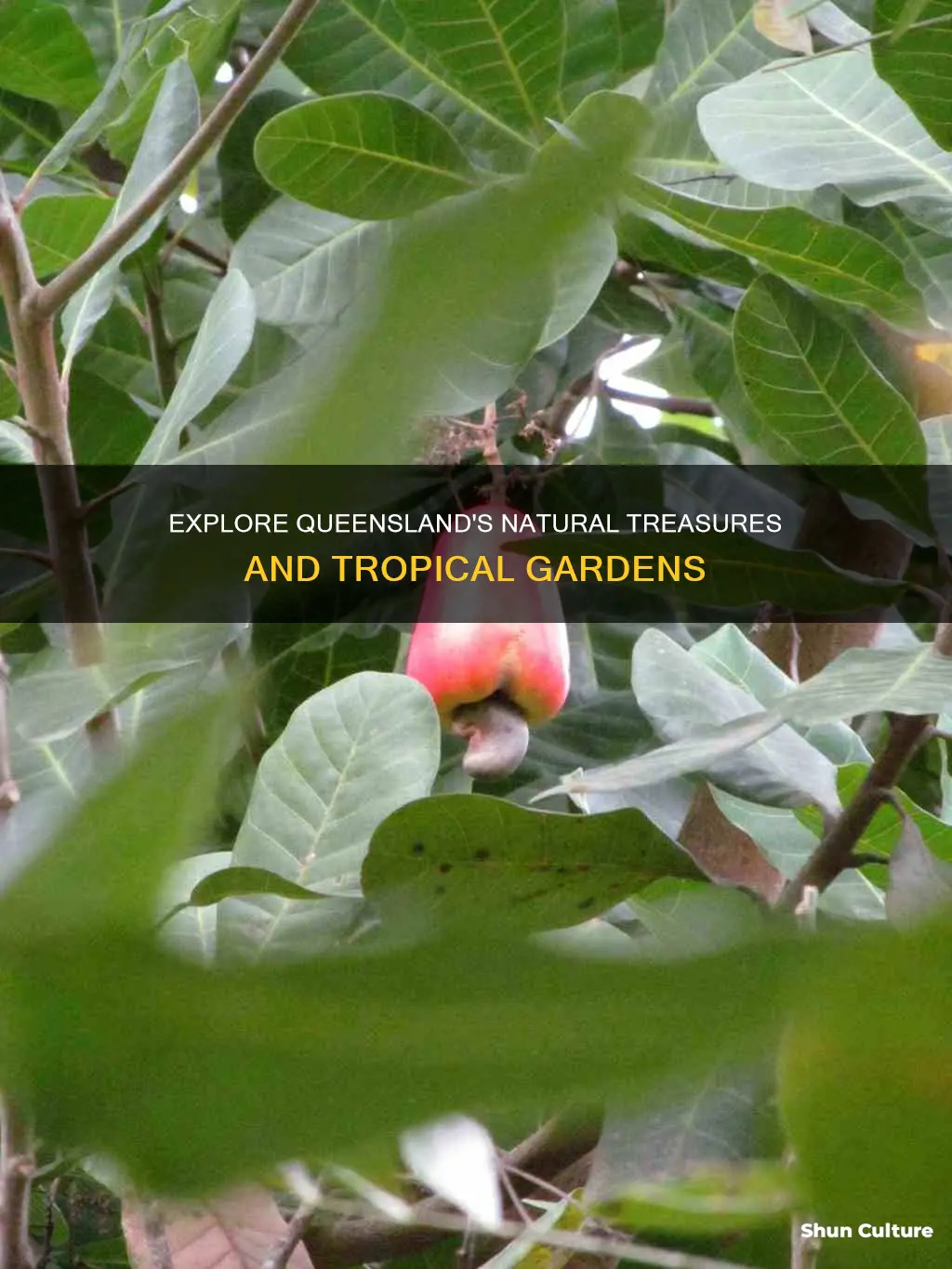 what grows in queensland australia