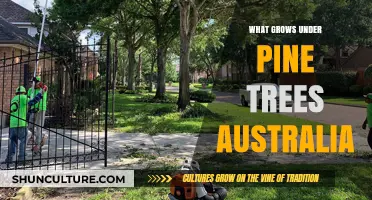 Explore the Unique Understory of Australian Pine Trees