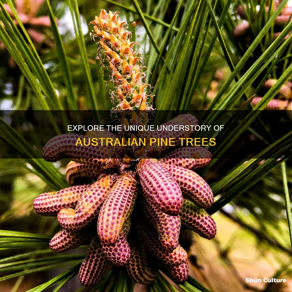 what grows under pine trees australia