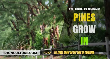 Australian Pines: Their Habitat and Growth