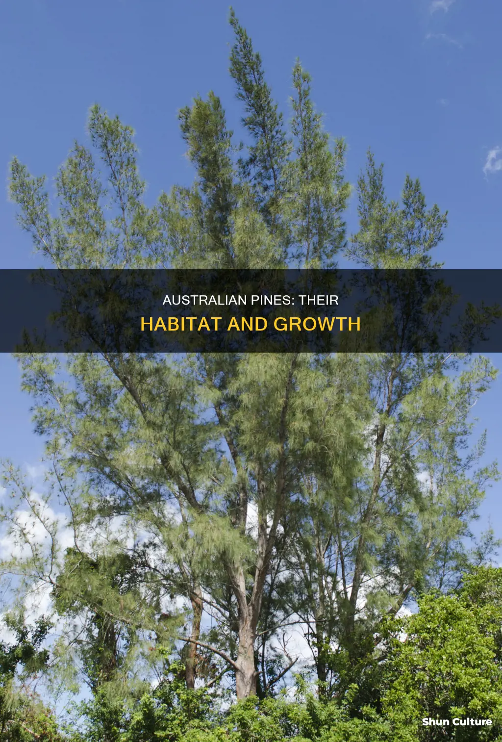 what habitat do australian pines grow in