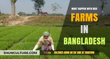 Bangladesh's Rice Farms: Challenges, Innovations, and Future Prospects