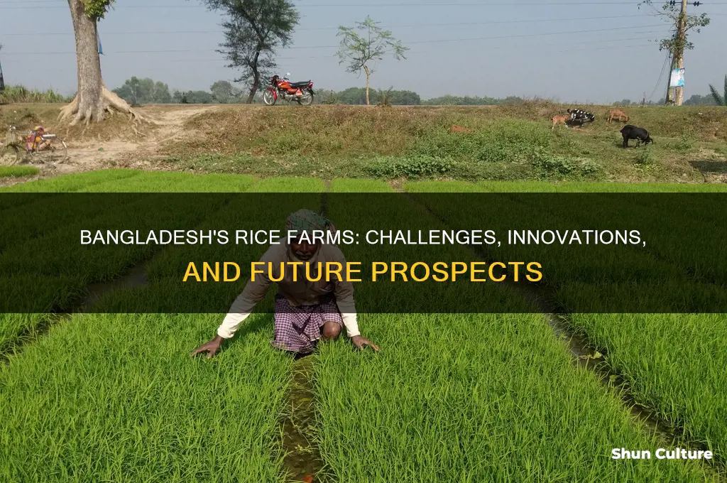 what happen with rice farms in bangladesh