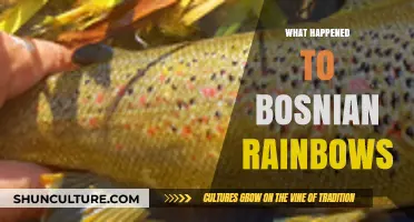 Bosnian Rainbows' Disappearance: Unraveling the Mystery of Their Fate