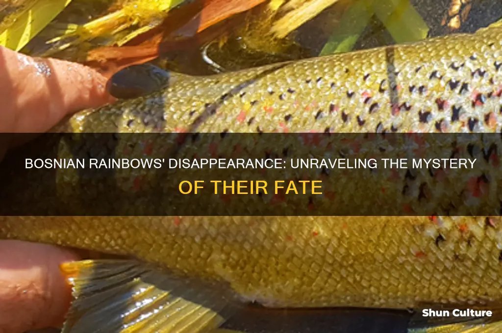 what happened to bosnian rainbows