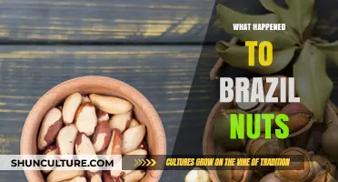 Brazil Nuts: The Mysterious Decline of a Rainforest Staple
