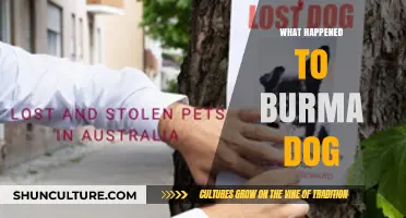 The Mysterious Disappearance of Burma Dog: Unraveling the Story