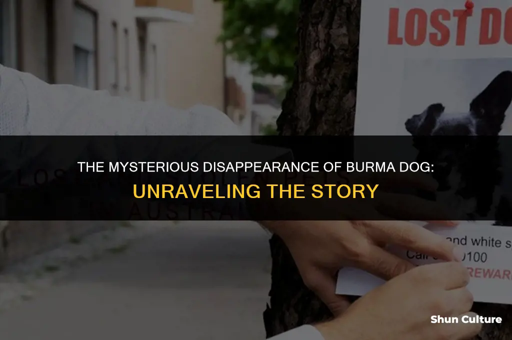 what happened to burma dog