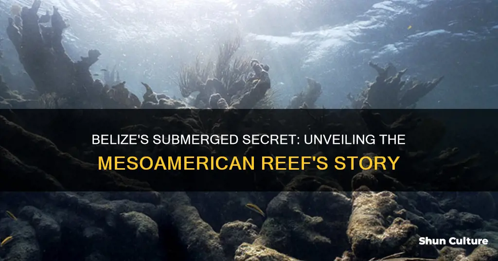 what happened to the mesoamerican reef in belize