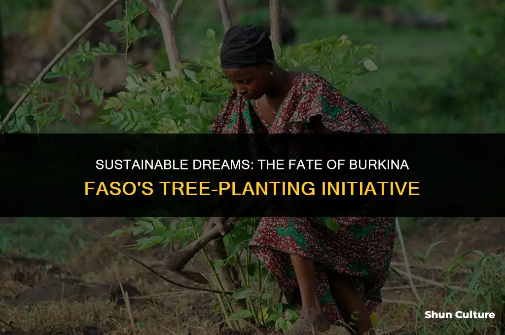 what happened with the tree-planting development project in burkina faso