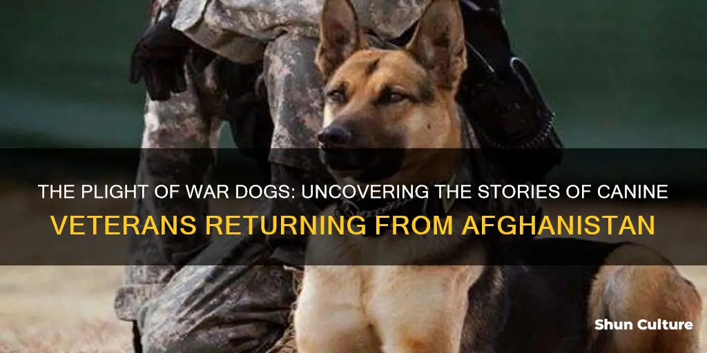 what happened with the war dogs that returned from afghanistan