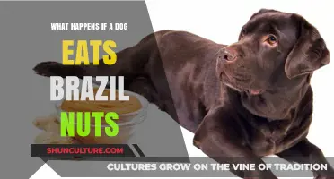 Dog Eats Brazil Nuts: Potential Risks and What to Do