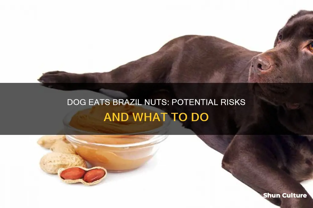 what happens if a dog eats brazil nuts