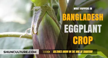 Bangladesh Eggplant Crop: Challenges, Innovations, and Farming Practices