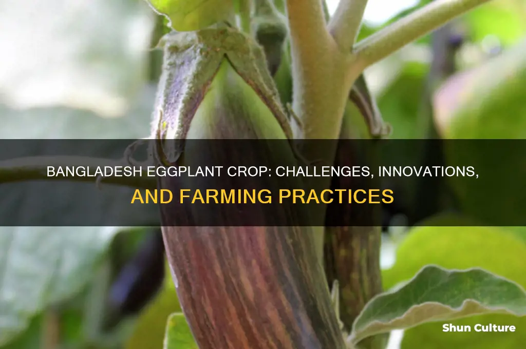 what happens in bangladesh eggplant crop