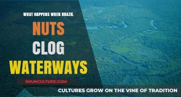 Brazil Nuts Blocking Waterways: Environmental Impacts and Solutions