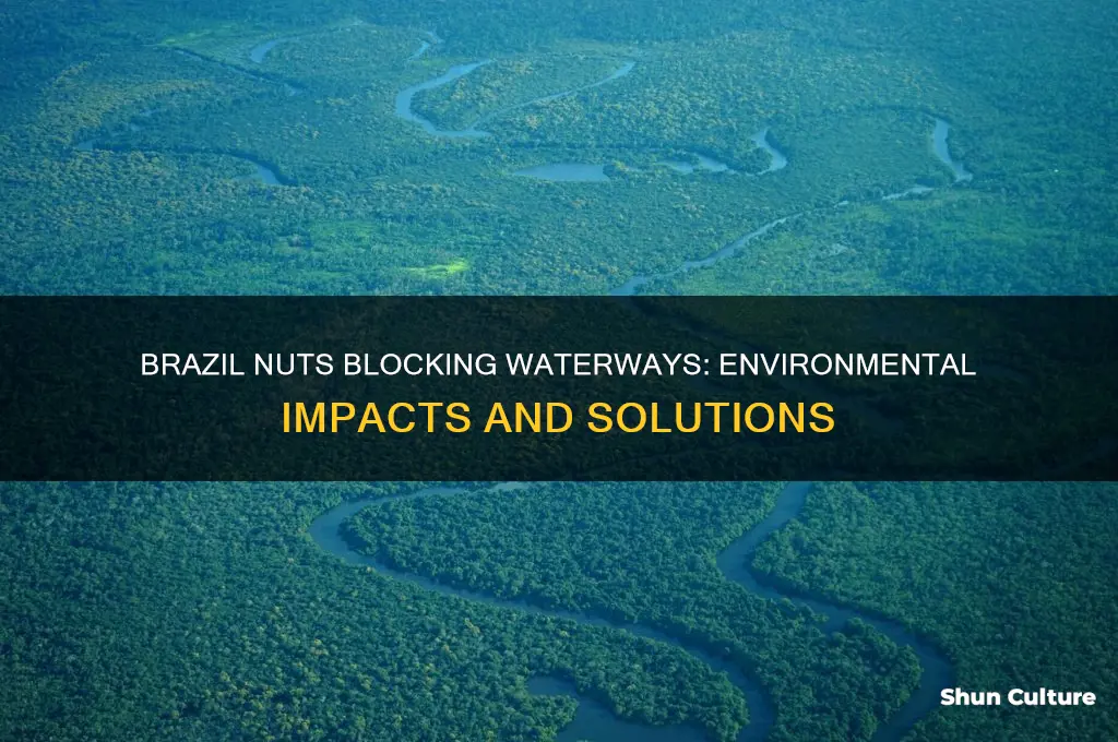 what happens when brazil nuts clog waterways
