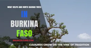 Baobab Trees in Burkina Faso: Factors Affecting Their Health and Survival