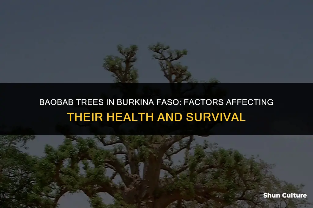 what helps and hurts baobab trees in burkina faso