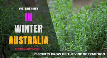 Herbs for an Australian Winter Garden