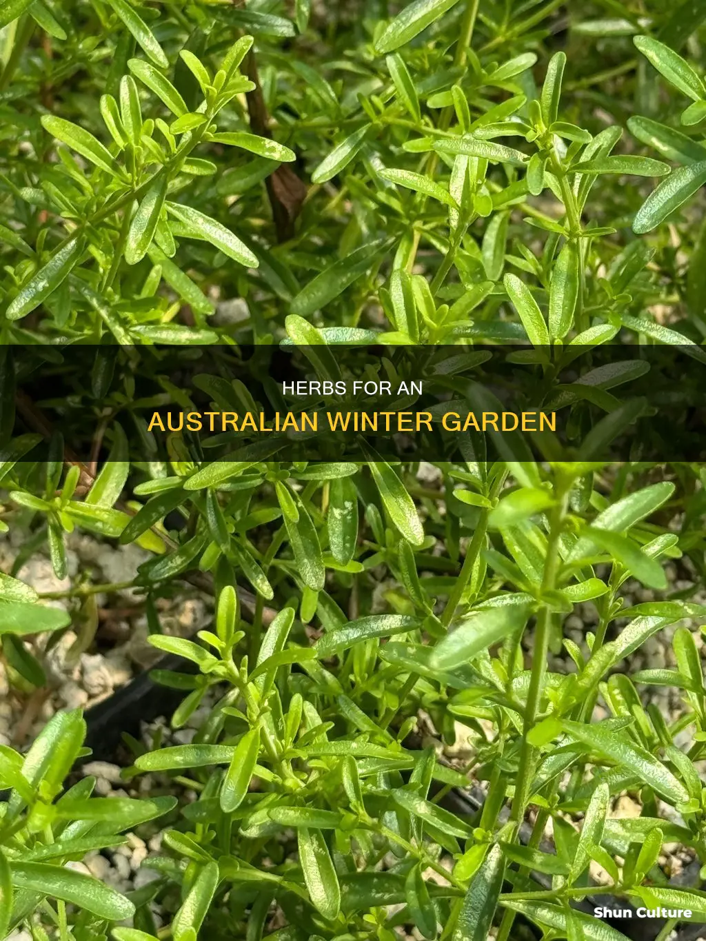 what herbs grow in winter australia