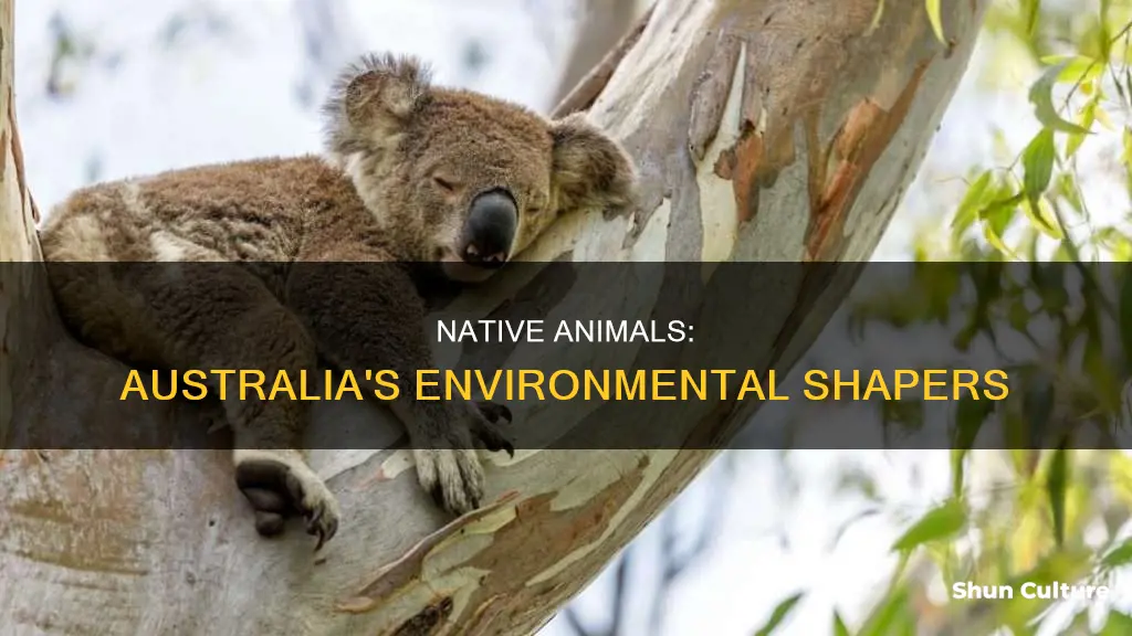 what impact did the native animals have on australias inviroment