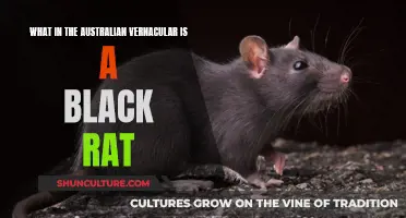 The Black Rat Mystery: Aussie Slang Explained