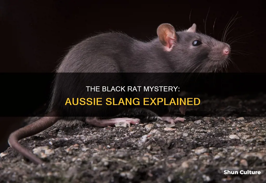 what in the australian vernacular is a black rat